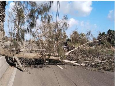 رياح قوية وأمطار غزيرة تضرب الدقهلية.. سقوط شجرة يعطل طريق نقيطة بالمنصورة