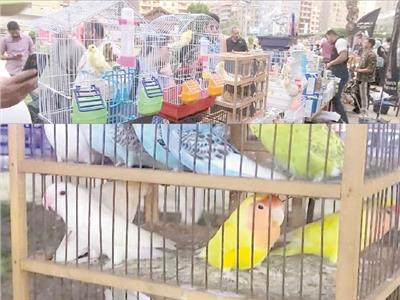 كرنفال طيور الزينة| حديقة «ابن سندر» تحتضن سوقا لأندر عصافير الكنارى والكوكتيل