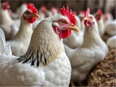 بشرى سارة.. شعبة الدواجن تكشف موعد انخفاض أسعار الفراخ 