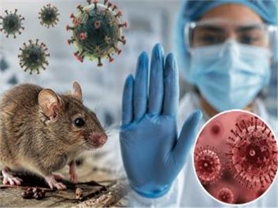 الصحة العالمية تحذر: استعدوا لارتفاع محتمل في إصابات فيروس هانتا