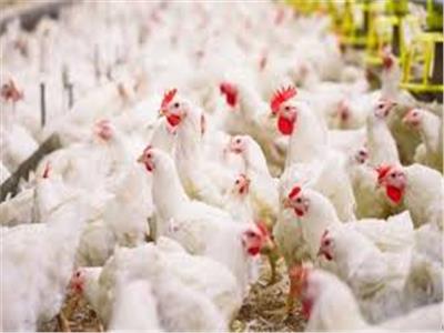سعاد صالح ترد على فتوى التضحية بالديك الرومي والفراخ