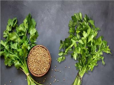 لماذا تذبل الكزبرة في الصيف؟.. أخطاء شائعة تفسدها سريعا