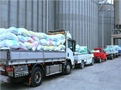 ارتفاع معدلات توريد القمح بالبحيرة إلى نحو 369 ألف طن وسط انتظام أعمال الاستلام