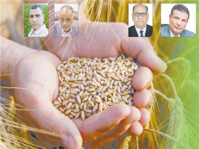  «توشكى».. تزرع الأمل فى جنوب الوادى