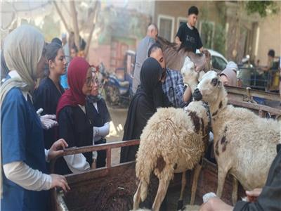 علاج 2800 حالة ماشية وطيور بقافلة بيطرية مجانية بقرية المشايعة بالغنايم 