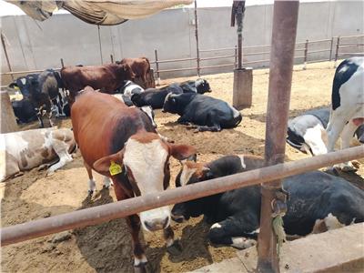 محافظ الغربية: خطة متكاملة لحماية الثروة الحيوانية من خلال تكثيف أعمال التقصي الوبائي 