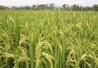 «نقيب الفلاحين» يطلب الحكومة باستلام محصول الأرز بدلا من التجار