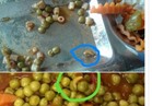التحقيق مع المسئولين عن وجبة "البسلة بالدود" بجامعة عين شمس