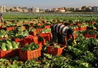 الحاصلات الزراعية: وفد رسمي بالسعودية خلال أسبوعين لرفع الحظر عن صادرات الفراولة