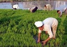 مزراعو الشرقية يواصلون حرق قش الأرز  