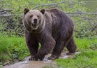 المجاعة تهدد «الدب الروسي» الأسمر