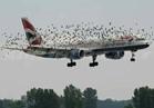 «الطيور» تسبب في كوارث «الطائرات أحيانًا».. والخسائر «1.2 مليار دولار» سنويًا