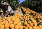 رسميا..«الزراعة»: فتح سوق جديدة للموالح المصرية في فيتنام