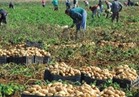 الكويت ترفع الحظر المؤقت على الصادرات الزراعية المصرية