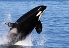 بالفيديو والصور.. الحوت القاتل يقلد حركات طفل في حديقة الحيوان