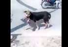 بالفيديو.. كلب يحمل «رضيعًا» ويتجول به في الشارع 