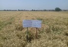 «الإرشاد الزراعي»: زراعة القمح على المصاطب أفضل طرق لتوفير التقاوي والمياه 