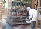 حملة لتطهير محال الطيور للوقاية من أنفلونزا الطيور بالبحر الأحمر