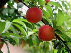 الزراعة تصدر توصياتها الفنية لمزارعي الفاكهة المتساقطة 