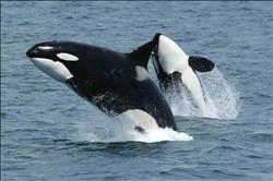 كندا تتخذ إجراءات صارمة لحماية الحيتان والأسماك من النفوق في شواطئها