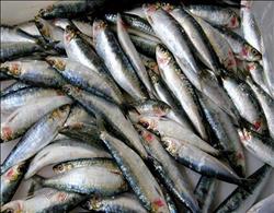 «الزراعة» تواصل ضخ الأسماك لمنافذ المصرية للتسويق