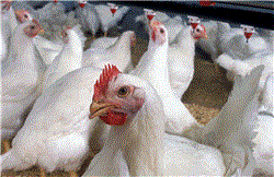 متحدث الزراعة: اكتشاف 11 بؤرة لإنفلونزا الطيور فى 7 محافظات
