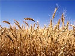 تقرير رسمي: 2.8 مليون فدان منزرعة بالقمح حتى الآن