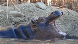 فرس النهر «فيونا» يجلب أرباحًا ضخمة لحديقة حيوان أمريكية