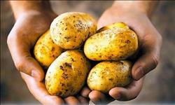 «الزراعة» تصدر توصياتها لمزارعي البطاطس عن شهر يناير 