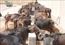 «الزراعة»: تحصين 3 ملايين رأس ماشية من الحمى القلاعية بالمحافظات