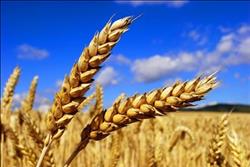 الزراعة تحظر 42 صنفا من الأرز والذرة والقمح لترشيد المياه