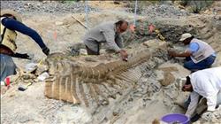 اكتشاف حفرية ديناصور بحجم حافلة في الصحراء الغربية