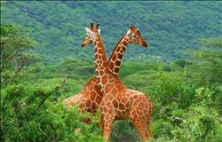 مدير حدائق الحيوان: شراء «الزراف» من جنوب أفريقيا يكلف100 ألف جنيه