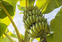 ننشر توصيات «الزراعة» لمزارعي الموز خلال فبراير الجاري