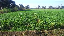 مزارعو الغربية يستغيثون: «العفن البني» يهدد محصول البطاطس للعام الثاني