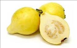 تعرف على توصيات «الزراعة» لمزارعي الجوافة خلال فبراير الجاري