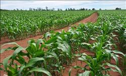 حملات التوعية سلاح «الزراعة» لمواجهة التقلبات الجوية على المحاصيل