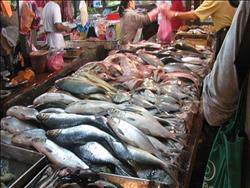 ثبات  في أسعار الأسماك بسوق العبور