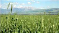 «الزراعة»: ارتفاع المساحات المنزرعة بمحصول القمح هذا الموسم