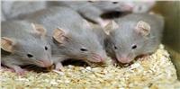 فأر يقود العلماء إلى أمل جديد في علاج السرطان