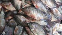 ننشر أسعار الأسماك اليوم في سوق العبور