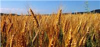 «التموين» تضع ضوابط جديدة لتوريد القمح