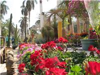 افتتاح معرض زهور الربيع بحديقة الأورمان.. «السبت 10 مارس»