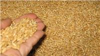 تأجيل نظر إشكال للاستمرار في تنفيذ حكم منع استيراد القمح الروسي لـ3 أبريل