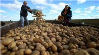 الحكومة توضح حقيقة حظر روسيا استيراد البطاطس المصرية