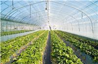 تعرف على تسهيلات الزراعة للتوسع في مساحات «الصوب الزراعية»