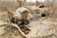 الحيوانات البرية مهددة بالانقراض في سوريا وليبيا 