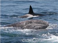 نفوق عدد كبير من الحيتان بعد جنوحها إلى شاطئ في غرب استراليا