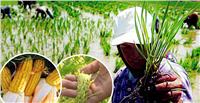 من «الأرز المكثف» إلى «القمح المبرد».. ثورة في زراعة المحاصيل الموفرة