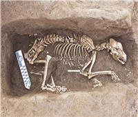 العثور على كلب صيد عمره 7 آلاف سنة بالدقهلية
